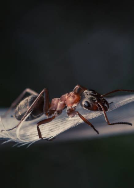 istock Macro shot of a black ant on a fuzzy leaf surface, with the small creature's antennae visible 1912087519