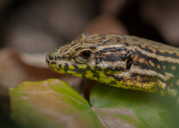 istock Macro shot of a small lizard perched atop a leaf, surrounded by lush green foliage 1912088054