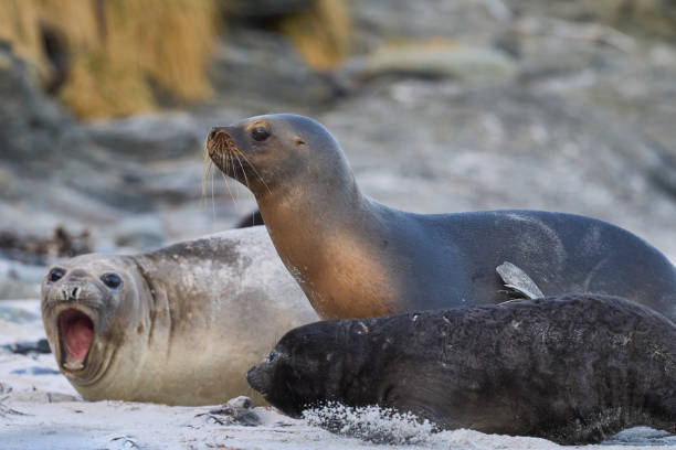istock Sea Lion abducting Elephant Seal pup 1912091676