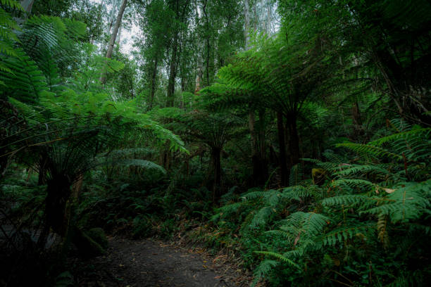 istock Scenic view of a pathway in a green forest in Australia 1912095373