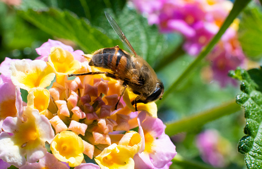 Bee gathering pollen from a flower in Spring