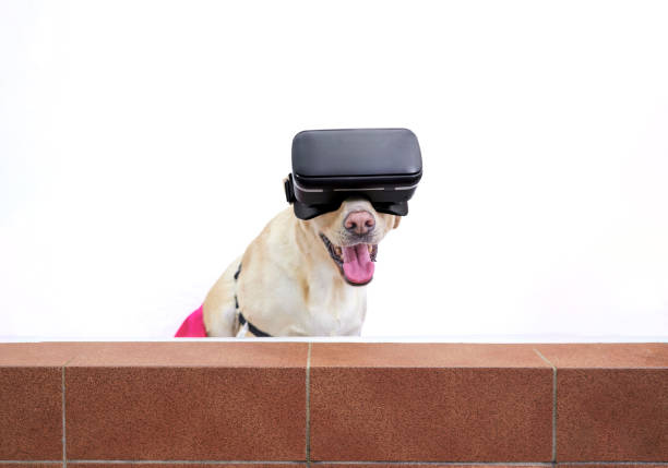 istock Labrador dog enjoying a bath at the veterinary clinic using artificial intelligence glasses in a white background with copy space 1912095933