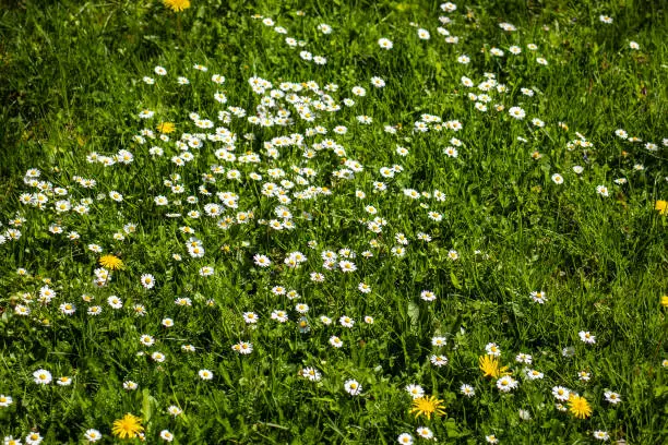 Picture of lovely white daisies blooming in a sunny summer meadow.