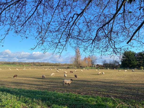istock English country side 1912098131