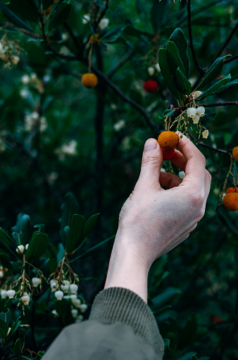 Natural Mountain Berry Fruits on the Branch