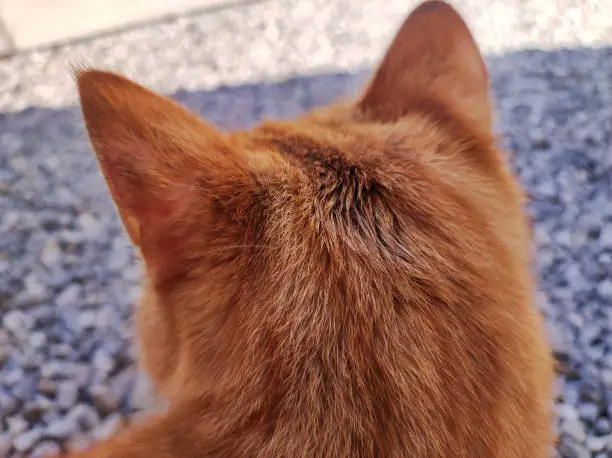 Ginger cat in a closeup shot, showing back of head.
