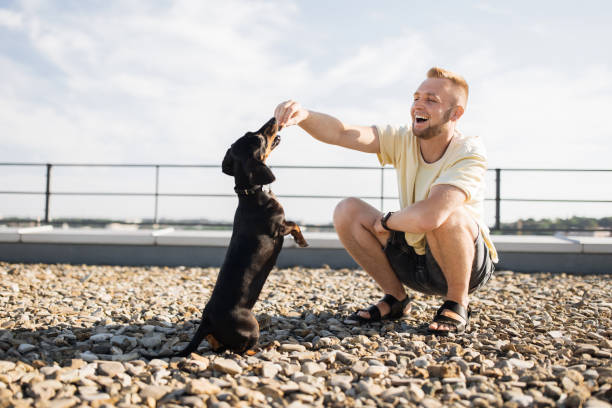 Focused caucasian man in summer clothes squatting on rooftop for training his black dachshund with treat in hand. Happy male owner spending time with beloved pet usefully outdoors