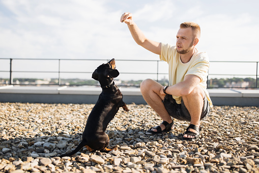 Focused caucasian man in summer clothes squatting on rooftop for training his black dachshund with treat in hand. Happy male owner spending time with beloved pet usefully outdoors