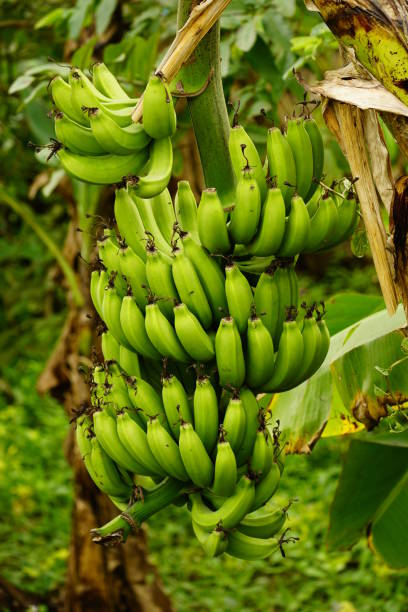 istock Close up of bananas hanging on a tree 1912102848
