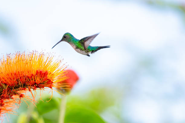 Beautiful image of a hummingbird flying next to a tropical flower Blue-chinned Sapphire hummingbird, Chlorestes notata, in flight feeding on a tropical orange flower. blue chinned sapphire hummingbird stock pictures, royalty-free photos & images