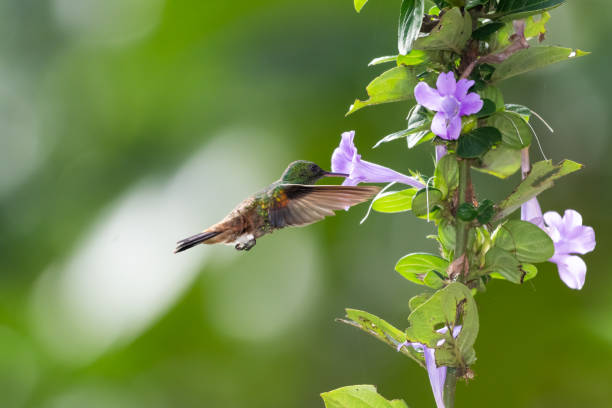 istock Copper-rumped hummingbird with its beak in a flower drinking nectar 1912103950