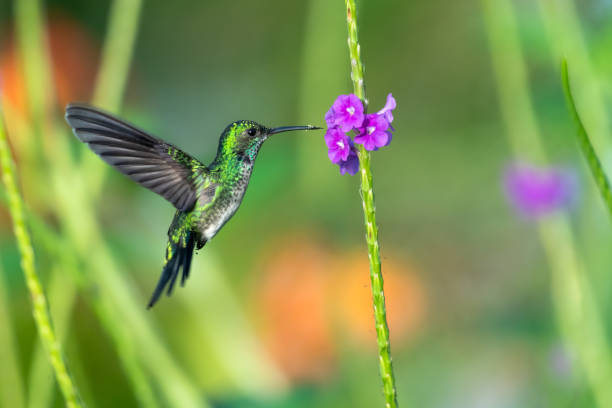 istock Pretty hummingbird in flight with pollen on its beak glittering in the sunlight 1912104005