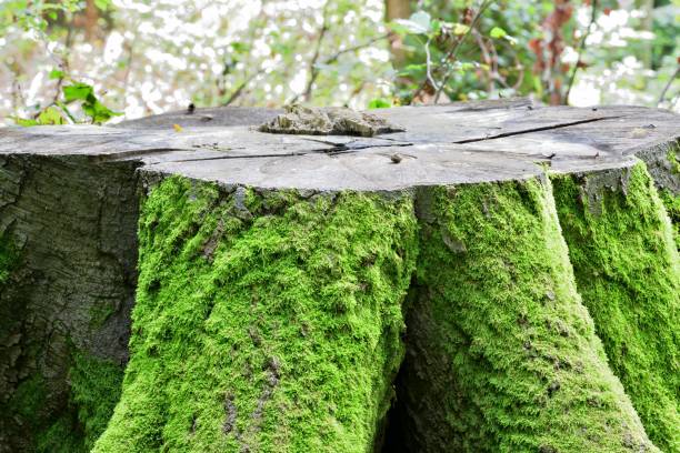 istock Overgrown and rotting tree stumps in a forest park on a mowed meadow 1912104394