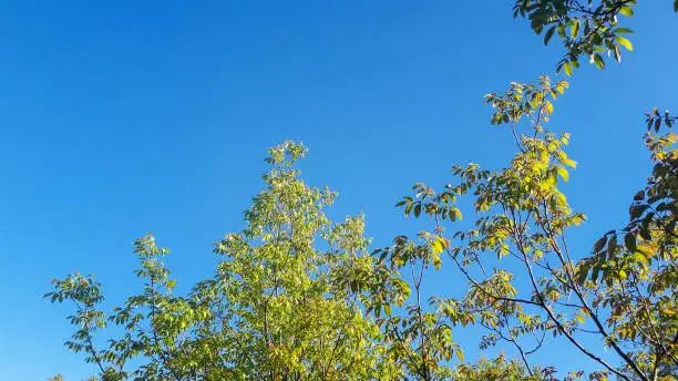 A clear blue sky background with vibrant green plant leaves sports an empty space.