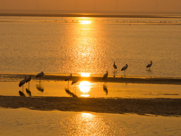 istock Lake, beach, sunset, migratory birds 1912105094