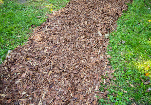 istock Garden path made of strewn tree bark 1912106499