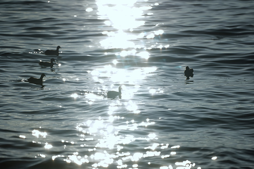 Seagulls float on the sparkling water in winter