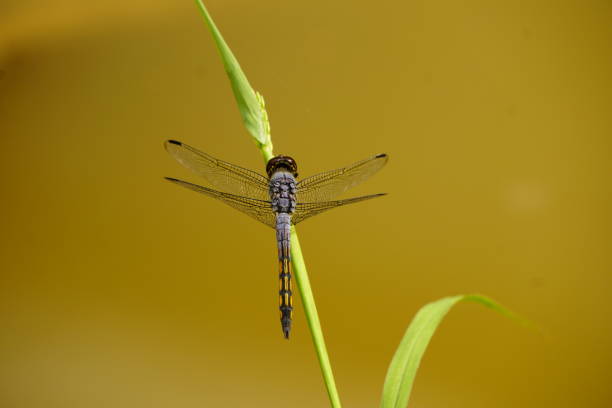istock A dragonfly perches on a blade of grass above the water 1912126746