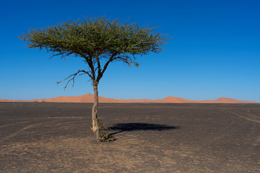 Tree in Merzouga desert, Morocco