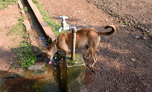 A street dog stands by a opened water tap on the road and drinks water from water stream on a hot summer day in India