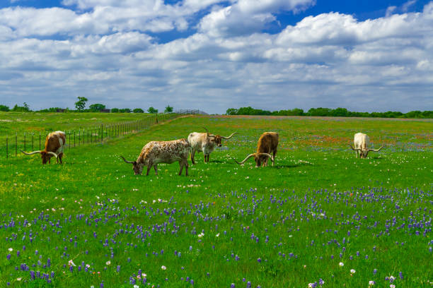 istock Texas Bluebonnets and Wildflowers 1912136351