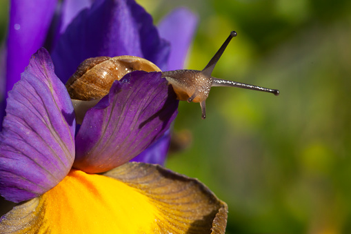 Beautiful garden snail close up on a purple iris flower in full bloom. Nature wildlife in spring in Norfolk England