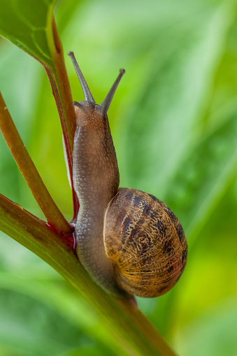 Garden snail close up on a plant, green background with brown shell pest