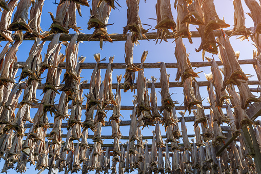 Looking up at fish hung to dry on a wooden rack in the clear, crisp air of Lofoten, Norway, an age-old method capturing the essence of traditional Nordic food preservation