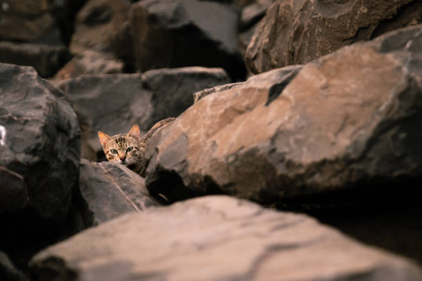 An adorable tabby cat peeking out from the rocks.