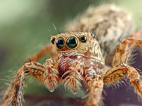 Close-up of a bug-eyed jumping spider in macro photography