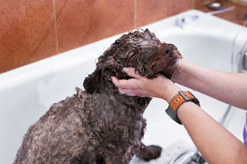 Chocolate-colored water dog or woolly dog receiving a bath with affection and love from the veterinarian