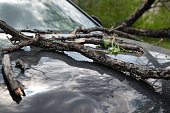 strong wind broke tree that fell on car in the parking lot