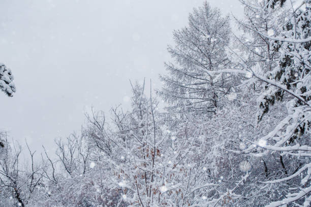 istock Ordinary tree in the frost in winter, selected focus, copy space. 1912174724