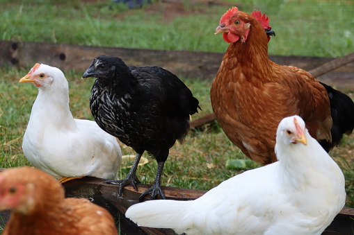 Grouping of female chickens/hens (white, brown and black coloured feathers)