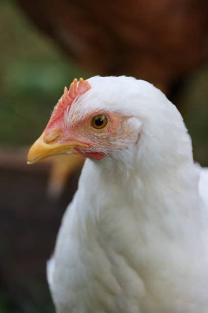 istock I'm just a young chicken making my way in this world (1) 1912181118