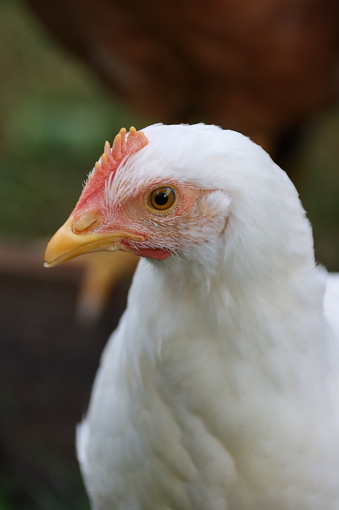 Close-up of white feathered female chicken