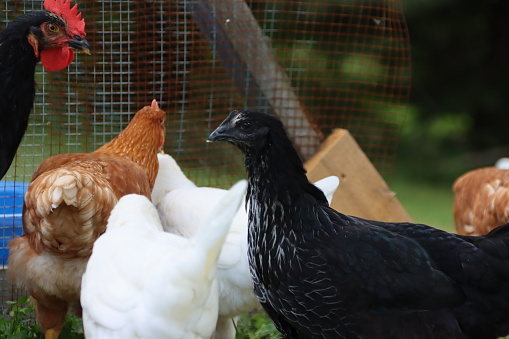 Sideview of black feathered female chicken (four other chickens in background)
