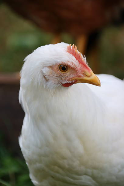 istock I'm just a young chicken making my way in this world (2) 1912181128