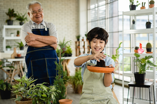 Grandfather gardening and teaching grandson take care  plant indoors