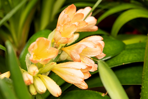 orange clivia flowers in the garden