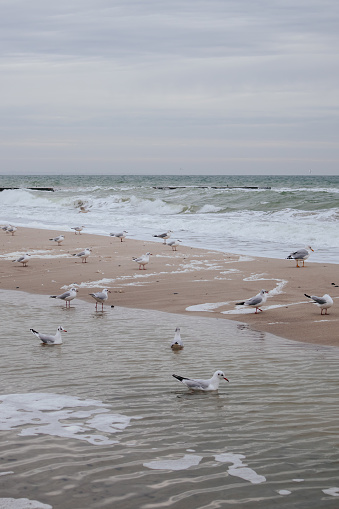 Flock of flying seagulls, looking at camera. German North Sea near Langeoog Island under clear blue sky. East Frisia, Lower Saxony, Germany, Europe.