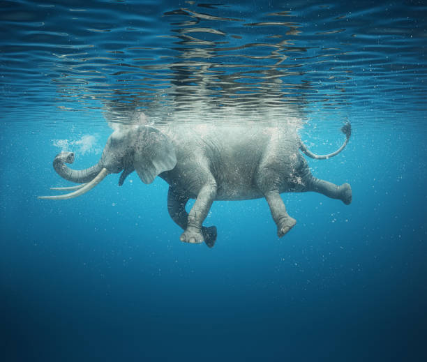 Elephant happiness under water show.