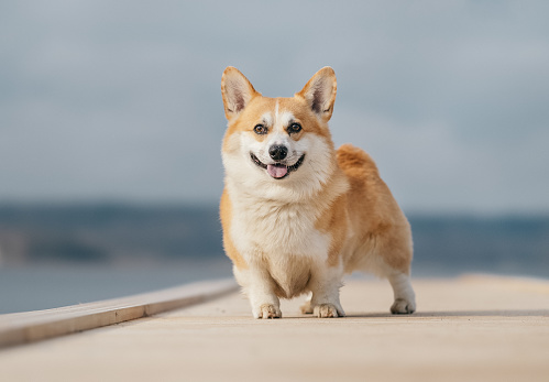 Beautiful purebred dog photographed outdoors in nature.