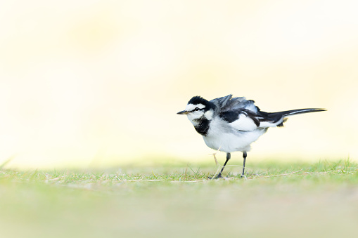 An adult white wagtail photographed from a low angle in the grass with a light coloured background.