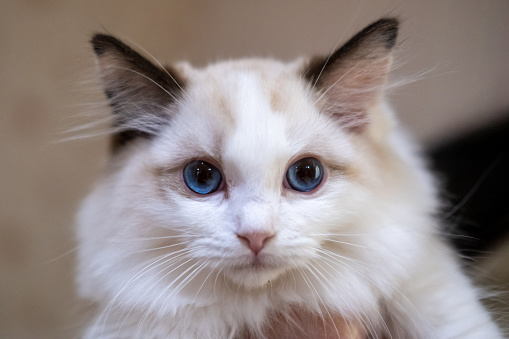 Young siamese is lying. Close up portrait of laying siamese cat. Cute cat with beautiful blue eyes. Proper care of animalsю