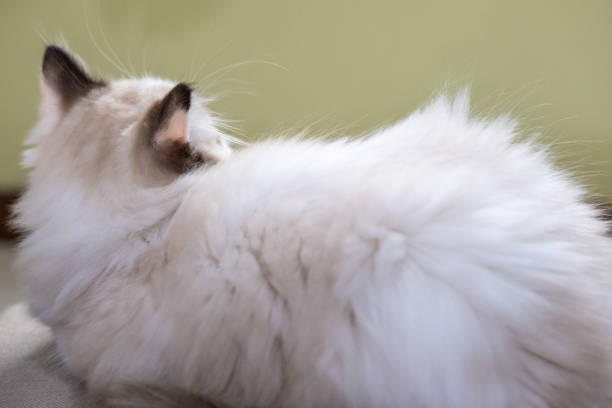 Cute, small Ragdoll cat. 3 months old