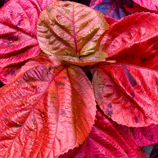 istock Red leaves in a tropical garden 1912238031