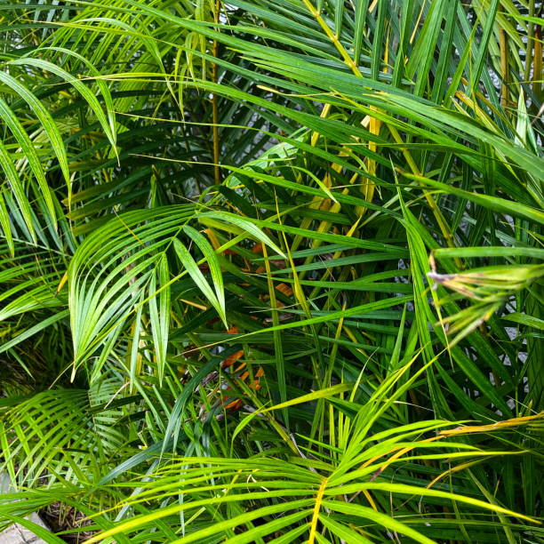istock Palm leaves in garden 1912238040