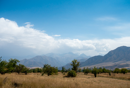 Beautiful summer mountain landscape. Wheat fields and mountains. Kyrgyzstan. Natural background.