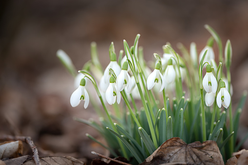 beautiful spring flowers in the forest. A group of snowdrops